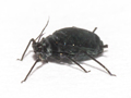 Aphis jacobaeae